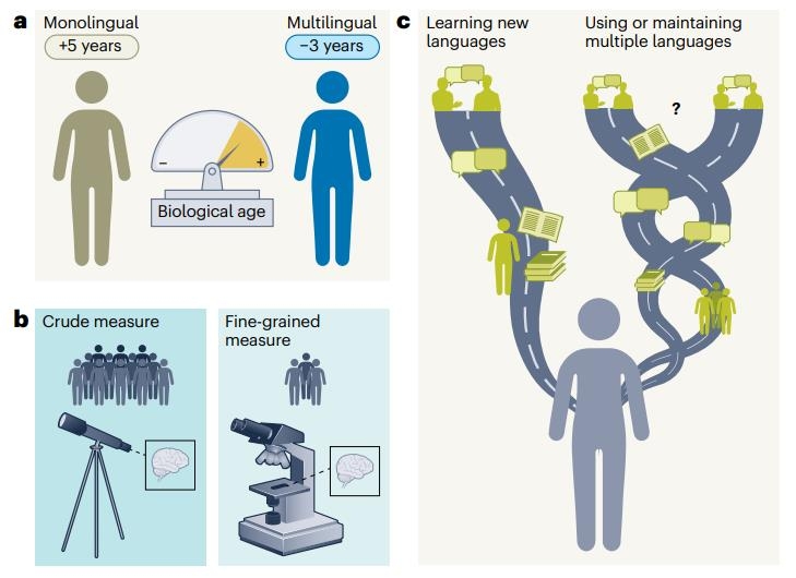 "다언어 사용과 노년층 노화속도 지연 간 연관성 확인". 유럽 27개국 8만6천여명(평균 연령 66.5세)에 대한 분석에서 여러 언어를 사용하는 사람들은 한 언어만 사용하는 사람들보다 생물학적 노화가 일관되게 더 늦게 진행되는 것으로 나타났다. 이 이점은 사용하는 언어 수가 많을수록 커졌다. ⓒ Nature Aging, Jason Rothman et al. 제공