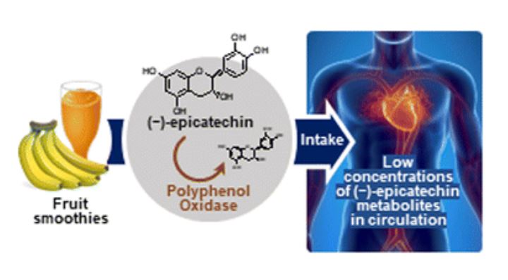 바나나 등 PPO이 높은 과일로 만든 스무디는 폴리페놀 산화효소가 에피카테킨을 분해해 체내에서 순환하는 에피카테킨 대사물질 농도를 크게 낮춘다. ⒸRSC
