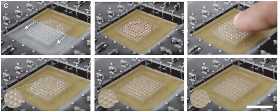 솟아오른 돔 표면은 별도의 전력 없어도 모양을 유지하고, 진공 흡입으로 내부 공기를 빼내어 제자리로 돌아간다. Ⓒ Sci Robot