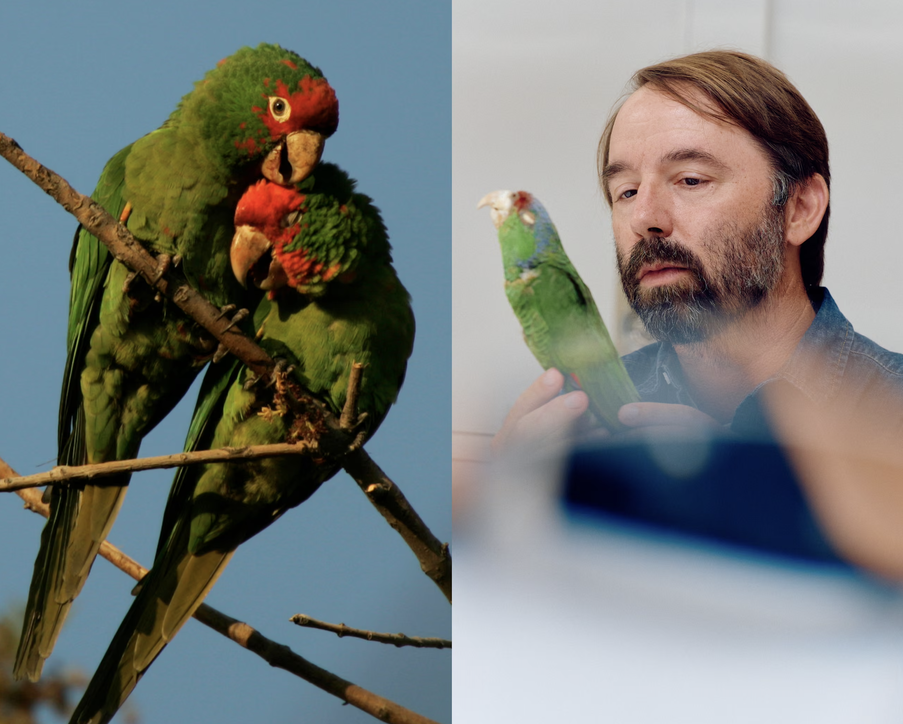 탈출한 애완동물에서 도시 생태계 연구의 새로운 모델로?