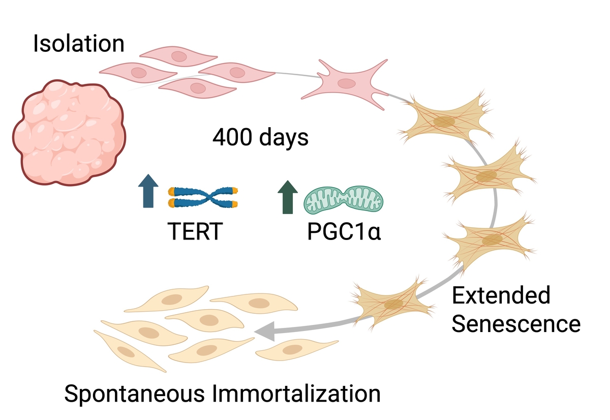 유전자 조작 없이 무한 분열하는 소 세포 발견. 홀스타인과 짐멘탈 품종 소에서 세포를 채취해 500일 이상 배양한 결과, 240세대의 세포 분열 후 일부 세포가 자연적으로 자기복제를 지속하는 불멸화(immortalization) 현상이 나타났다. 세포 불멸화는 염색체 말단(텔로미어)이 짧아지는 것을 막아주는 텔로머레이스 역전사 효소(TERT)와 과산화소체 증식인자 감마 공동활성화 단백질 1-알파(PGC1α)의 작용으로 일어나는 것으로 밝혀졌다. ⓒ Yaakov Nahmias Lab 제공