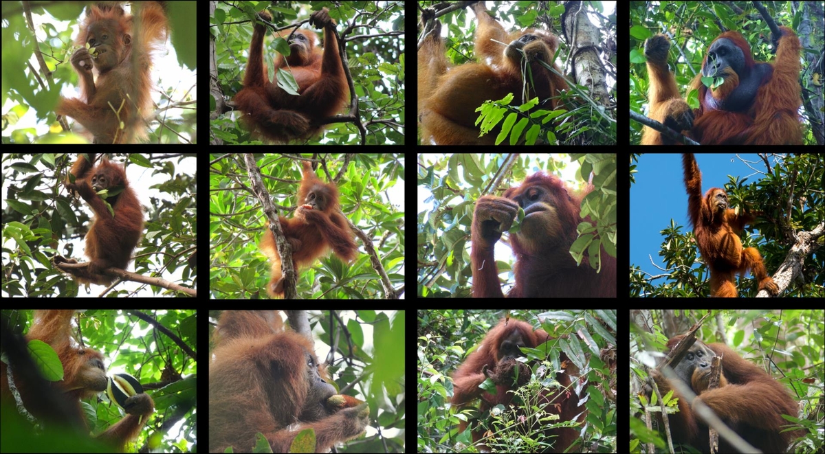 다양한 먹이를 먹는 인도네시아 수마트라 야생 오랑우탄들 ⓒ Suaq Project 제공