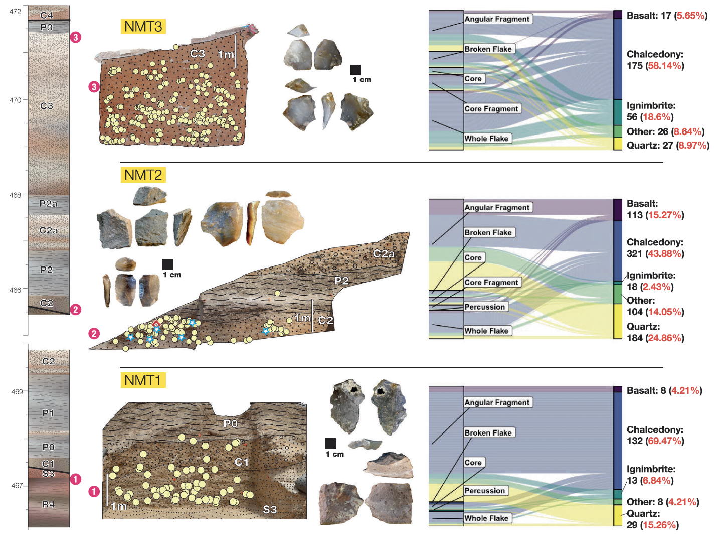 도구 사용과 그것이 가능하게 한 식이 변화가 먼저 확립되었고, 이것이 나중에 대형 뇌의 진화를 지원했을 가능성이 있다. © Braun et al. 2025
