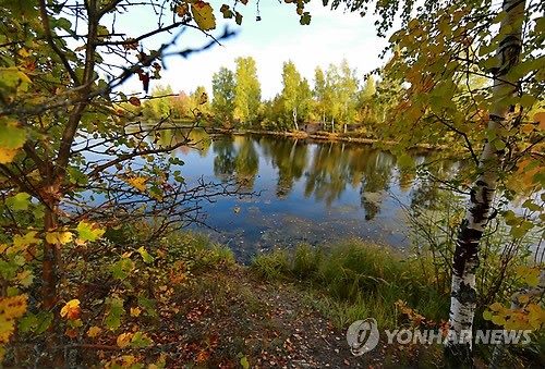 자작나무 ⓒ 연합뉴스