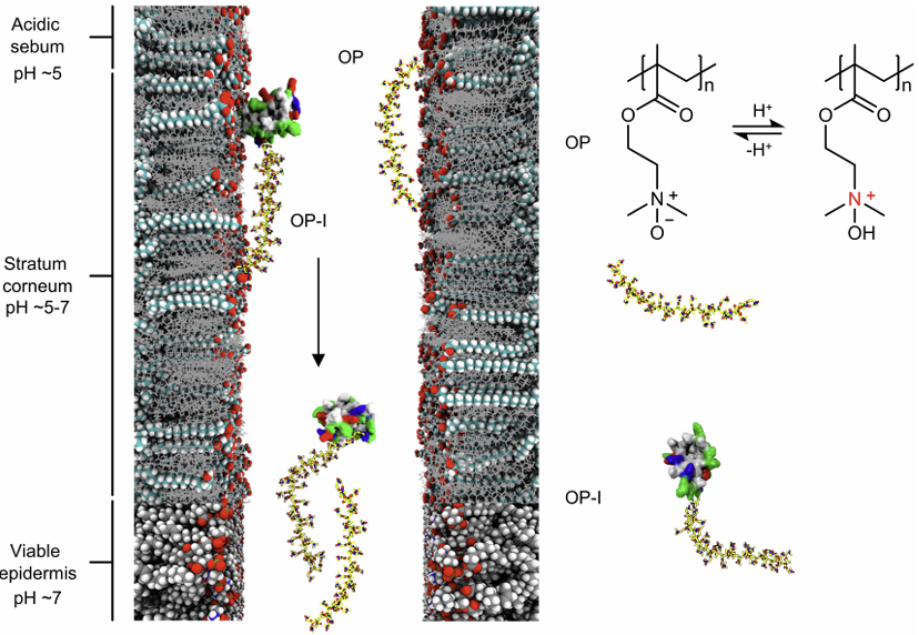 OP 폴리머는 약산성인 피부 표면에서는 양전하를 띠다가 중성인 피부 깊은 곳에서 전하가 바뀌며 깊숙한 곳까지 확산된다. Ⓒ Nature