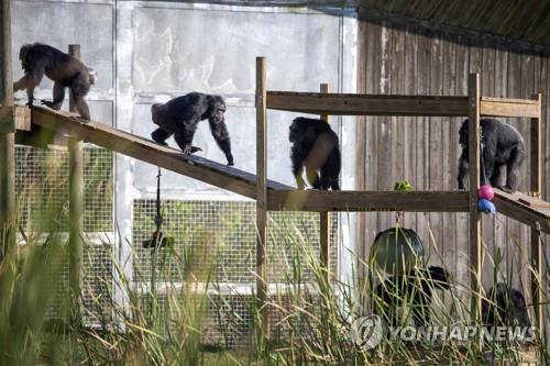 미국 플로리다주 포트피어스 침팬지 보호구역의 침팬지들 기사 내용과 직접 관련 없음. ⓒ EPA 연합뉴스 자료사진