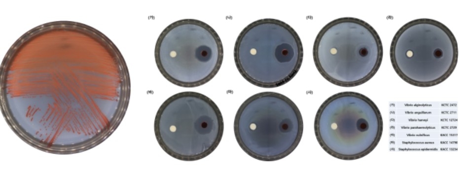 신종 비브리오 VRS2 균주를 배양한 사진 ⓒ 호남권생물자원관 제공