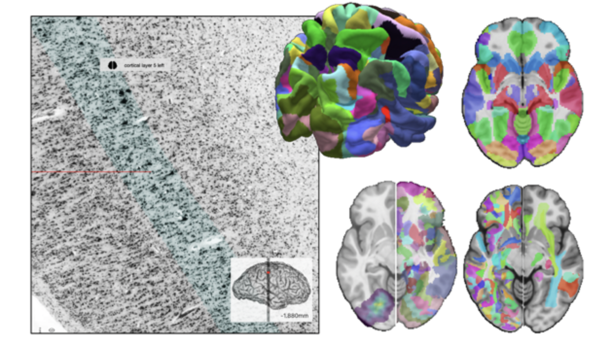 뇌 지도는 바로 복잡한 세포 조직의 청사진이다. ⓒ humanbrainproject.eu