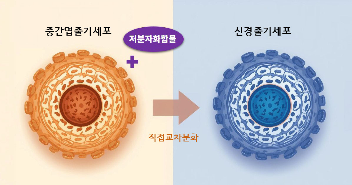 직접교차분화기술을 이용한 신경줄기세포 제조 모식도 ⓒ 와이제이세라퓨틱스