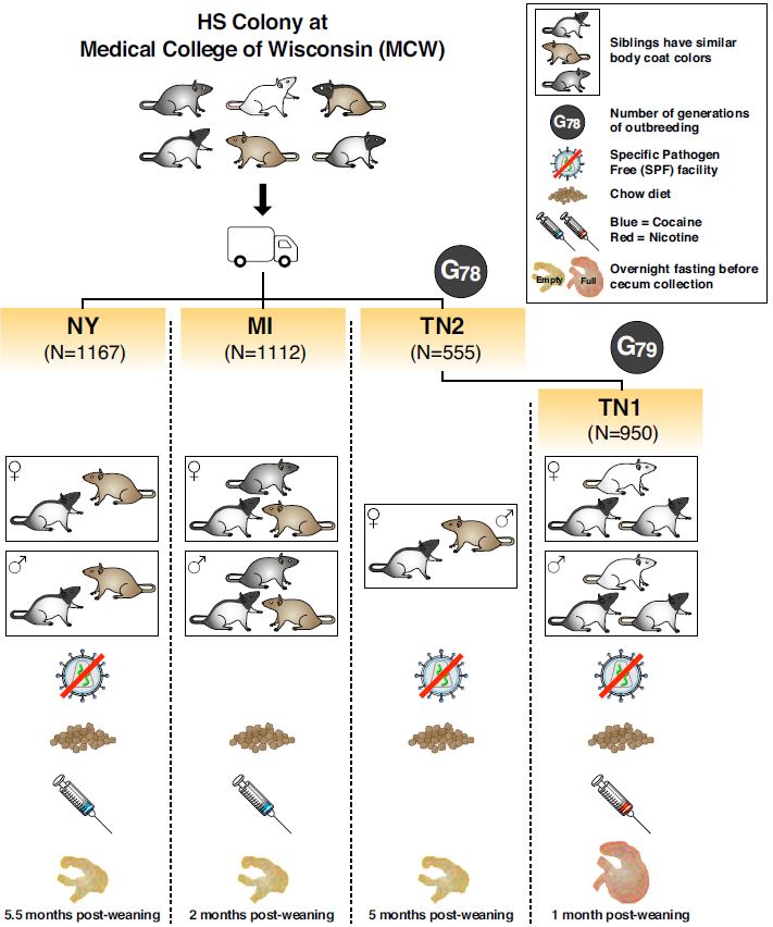 4천여 마리의 쥐를 네 개의 독립된 연구시설에서 사육하며 유전자와 장내 미생물의 상관관계를 분석하였다. Ⓒ Nat Commun