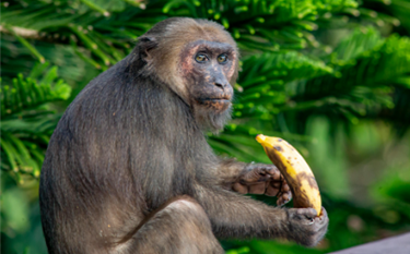 바나나를 섭취하고 있는 그루터기 꼬리 원숭이의 모습. ⒸPexels