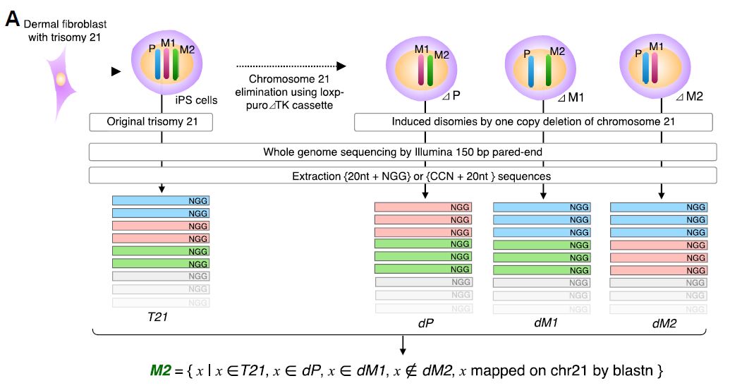 연구진이 개발한 대립유전자 CRISPR 시스템의 실험 결과 전장유전체 분석을 통해 특정 21번 염색체에만 존재하는 15,135개의 표적 서열을 찾아냈다. ⒸPNAS Nexus