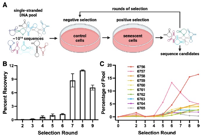 수십조 개의 DNA 압타머 중에서 노화 세포에만 결합하는 압타머를 선별하였다. Ⓒ Aging Cell
