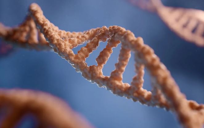 다운증후군 세포에서 ‘여분의 염색체’만 골라 제거하는 기술 등장