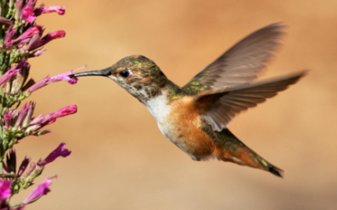 영장류뿐만 아니라 과일을 먹거나 꿀을 먹는 동물 전반에서 일상적인 알코올 섭취가 있을 것으로 추정된다. ⒸPexels