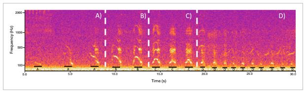 사자 한 번의 포효 세션을 보여주는 스펙트로그램. 신음소리(A) → 완전 포효(B) → 중간 포효(C) → 으르렁거림(D) 순서로 진행되며, 이번 연구에서 새롭게 발견된 중간 포효는 완전 포효와 으르렁거림 사이에만 나타난다. ⒸEcology and Evolution