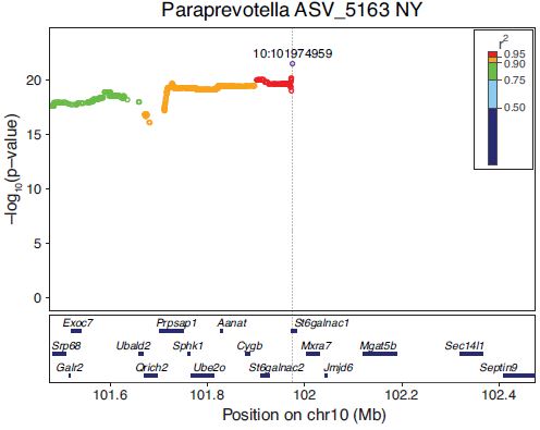St6galnac1 유전자와 Paraprevotella 균 사이의 상관관계가 확인되었다. Ⓒ Nat Commun