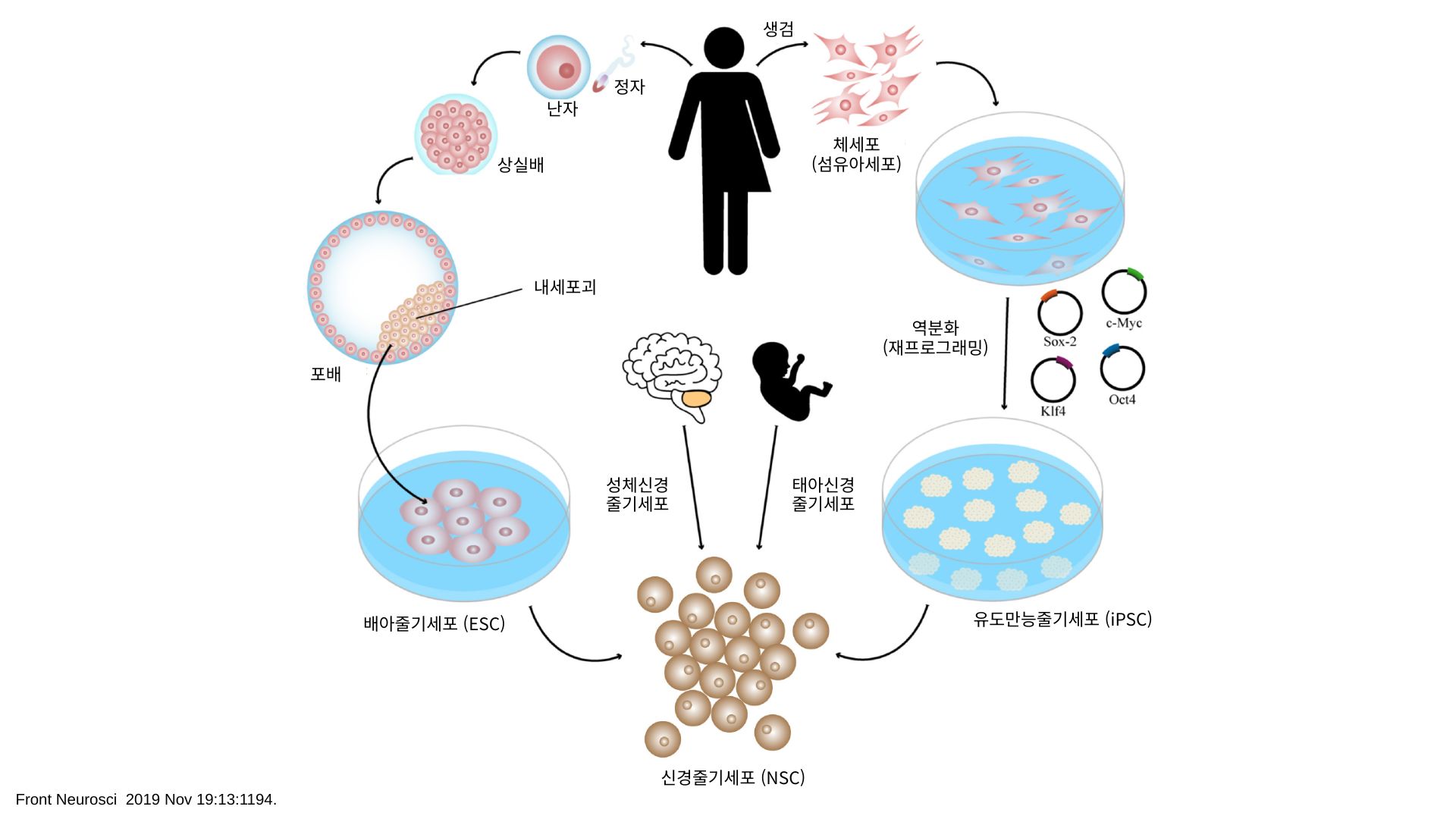 직접교차분화 기술, 신경줄기세포로 퇴행성 신경질환 극복을 꿈꾸다