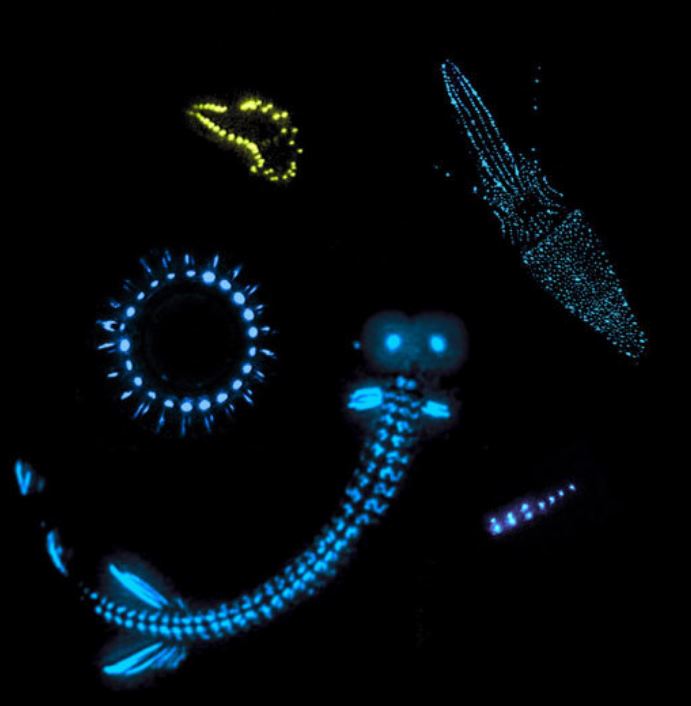 생물발광으로 빛을 내는 심해 생물들. Ⓒresearch gate 