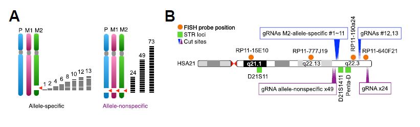 특정 21번 염색체만 겨냥하는 선택적 절단 방식(AS)과 세 개 모두를 자르는 비선택적 방식(ANS)의 차이를 보여주는 개념도와 실제 절단 위치. ⒸPNAS Nexus