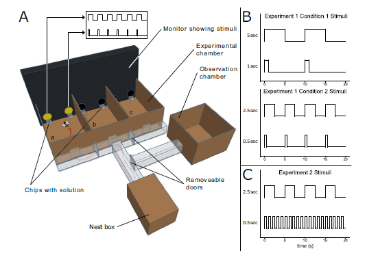 서양뒤영벌의 시간 간격 구별 실험 장치와 자극 패턴. ⒸBiology Letters