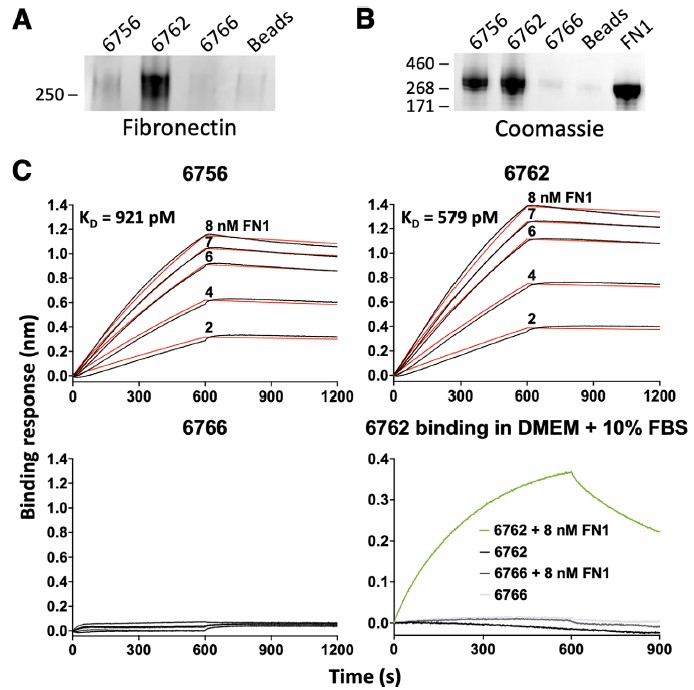 노화 세포를 검출하는 DNA 압타머의 표적 단백질은 파이브로넥틴이었다. Ⓒ Aging Cell
