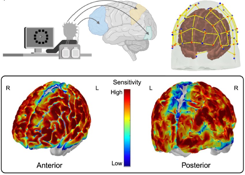 대칭 또는 비대칭 도형들의 위치를 기억해내는 테스트와 동시에 뇌의 활성을 확인하는 실험 과정. Ⓒ Sci Rep