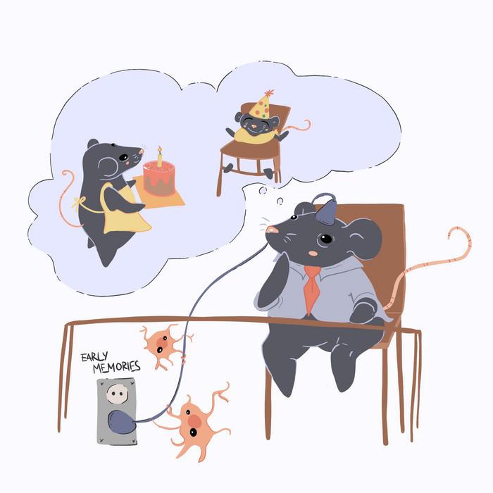 연구진은 동물실험을 통해 뇌의 면역 세포인 미세아교세포가 유아기 기억상실을 조절하는 역할을 함을 규명했다. ©Stewart E, et al., 2025, PLOS Biology