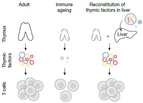 퇴화된 흉선 대신 간을 임시 면역 공장으로 이용하여 T세포를 활성화시키는 전략. Ⓒ Nature