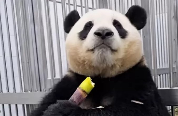 판다의 '소울푸드' 죽순이 사람에게도 ‘슈퍼푸드’가 될 수 있을지 따져본 첫 체계적 고찰이 나왔다. Ⓒ에버랜드 공식 유튜브