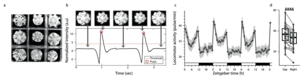해파리의 맥동(펄스)을 1회씩 세고, 주야(명암) 조건에서 72시간 동안 맥동 리듬이 달라지는 것을 확인했다. ⒸNature Communications