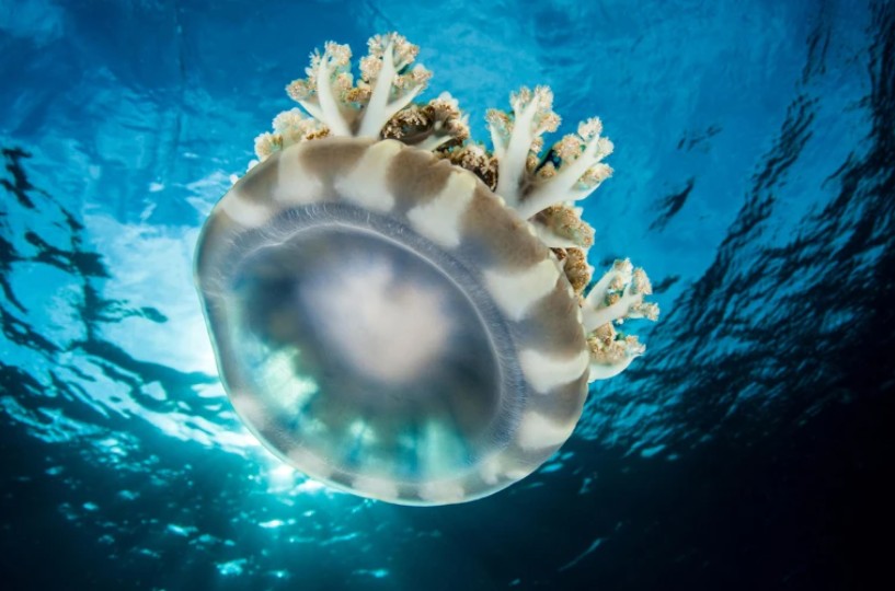 뇌 없는 ‘해파리’도 뇌 건강을 위해 잠을 잔다?