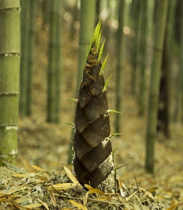 대나무·죽순 섭취와 건강 효과를 다룬 체계적 고찰에서, 1,106편의 문헌을 검색한 뒤 중복을 제거하고 제목·초록·전문을 단계적으로 심사해 최종 16편의 연구를 선정하는 과정을 보여주는 흐름도. ⒸAdvances in Bamboo Science