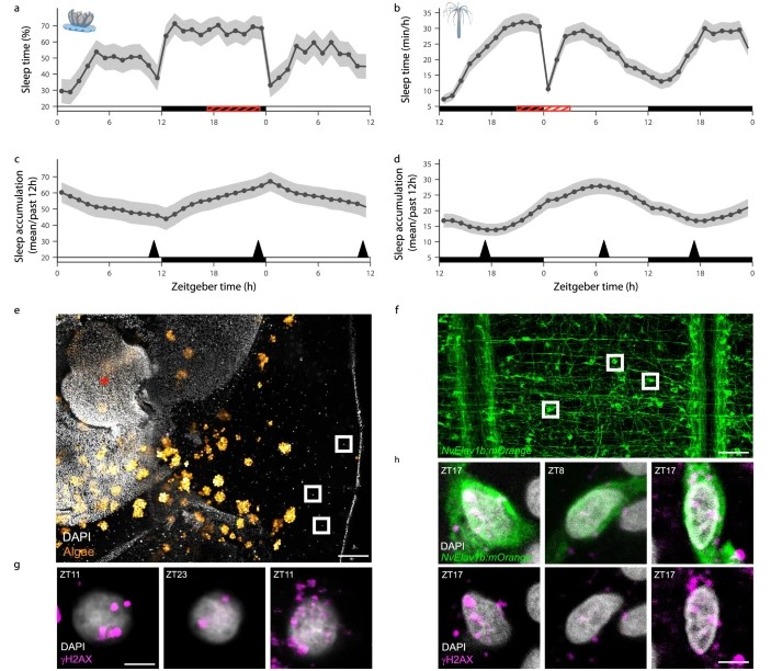 자포동물에서 수면은 신경세포의 DNA 손상 신호(γH2AX)를 낮추는 것으로 나타났다. (그림 a–d) 해파리와 바다말미잘의 24시간 수면 리듬. (그림 e–h) 신경세포 핵에서 DNA 손상 시 증가하는 신호(γH2AX)가 시간대별로 달라지는 모습. ⒸNature Communications