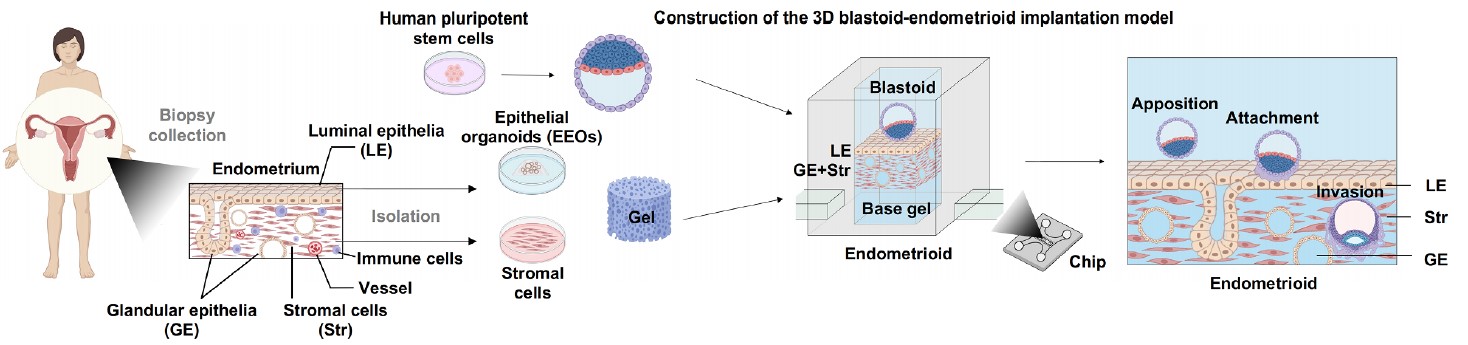 중국과학원에서는 3차원 자궁내막 모델을 구현한 마이크로칩을 개발하였다. ⒸCell