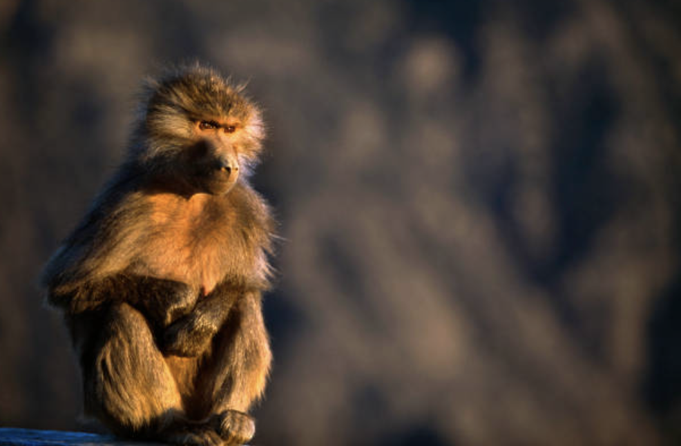 흥미롭게도 고위 암컷들 역시 하위 암컷들을 억압한다. © Getty Images