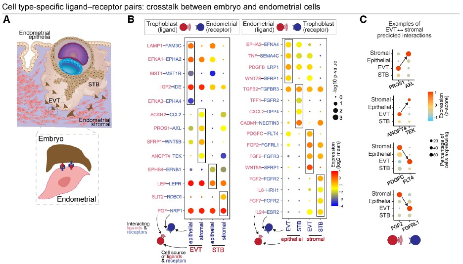 배아와 태반 사이의 상호작용을 분자 수준에서 규명하였다. ⒸCell