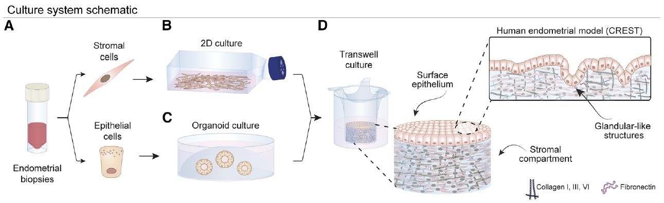 영국 바브라함 연구소에서는 기증자의 자궁내막에서 분리한 상피세포와 기질세포를 3차원으로 구조화하여 실험실 내 자궁내막 모델을 구현하였다. ⒸCell