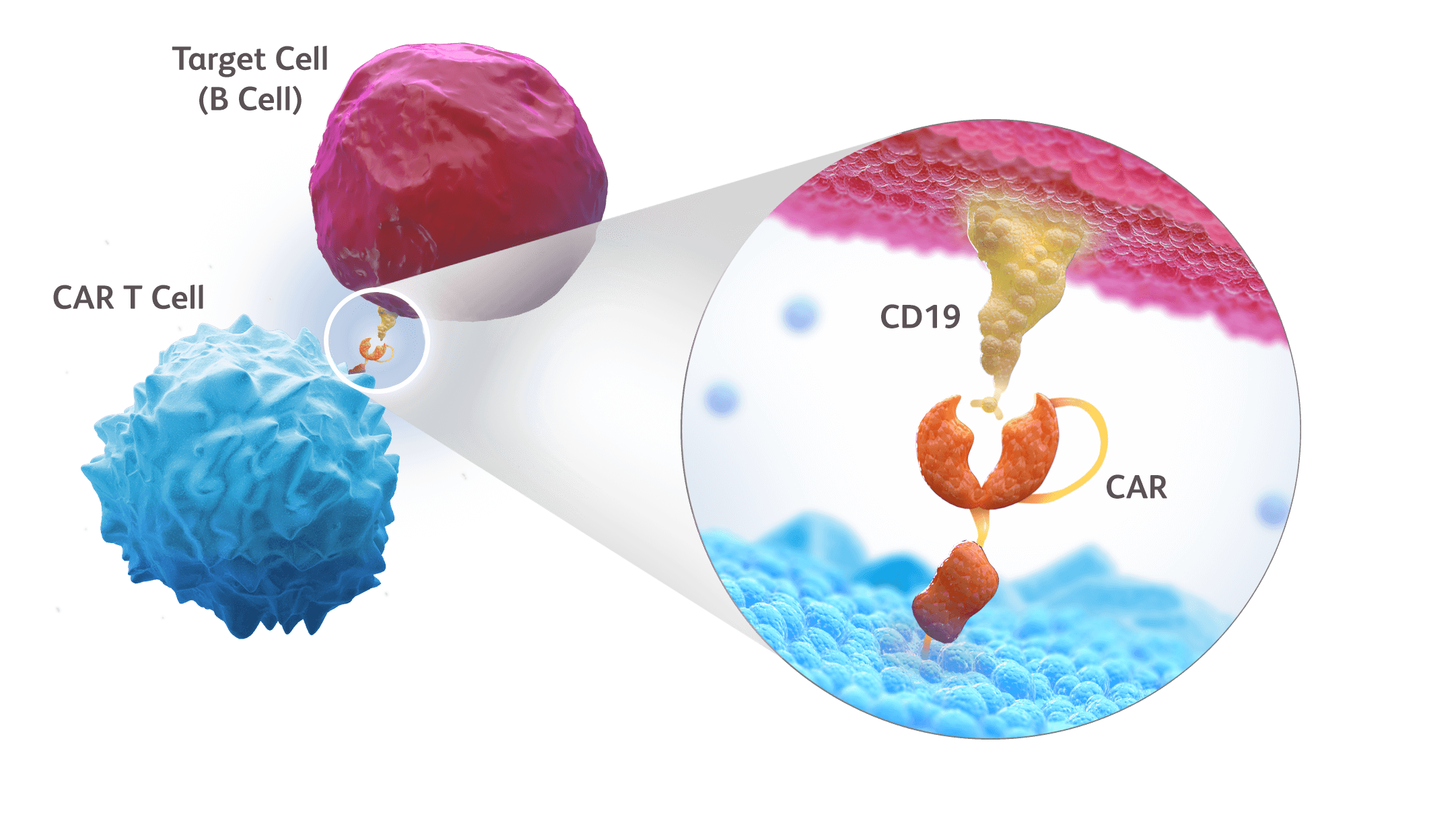 불응성 전신홍반루푸스, 새로운 치료의 가능성을 열다