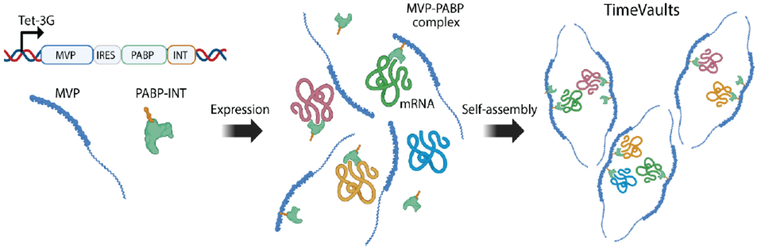 볼트 입자와 결합할 수 있도록 폴리-A 결합 단백질(PABP)을 개조(PABP-INT)하면 mRNA들을 볼트내부로 이동시켜 안전하게 보관할 수 있다. Ⓒ Science