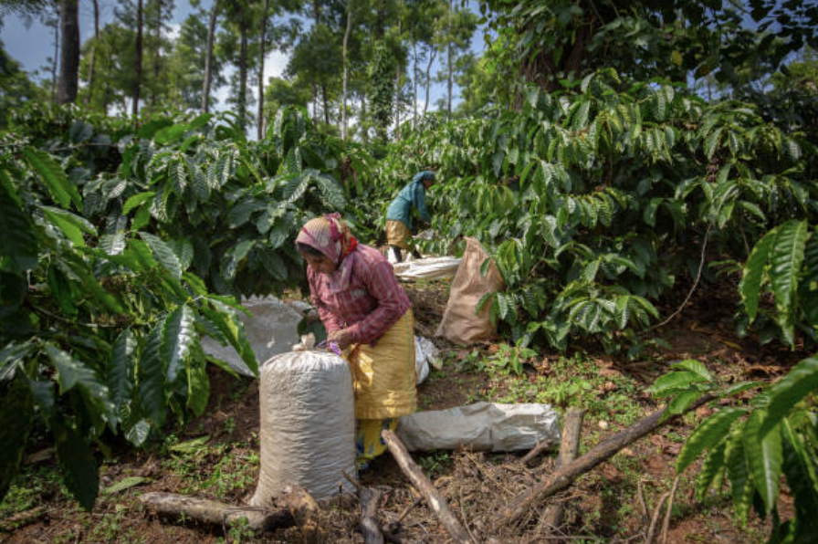 소비자들은 조만간 카페에서 평소보다 훨씬 높은 가격을 지불하거나, 익숙했던 고급 아라비카 대신 저품질 원두가 섞인 커피를 마셔야 할지도 모른다. ©Getty Images