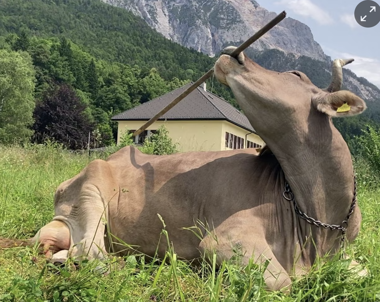 베로니카의 도구 사용은 이러한 인지 능력 연구의 연장선상에 있다. ⓒ Antonio J Osuna Mascaró
