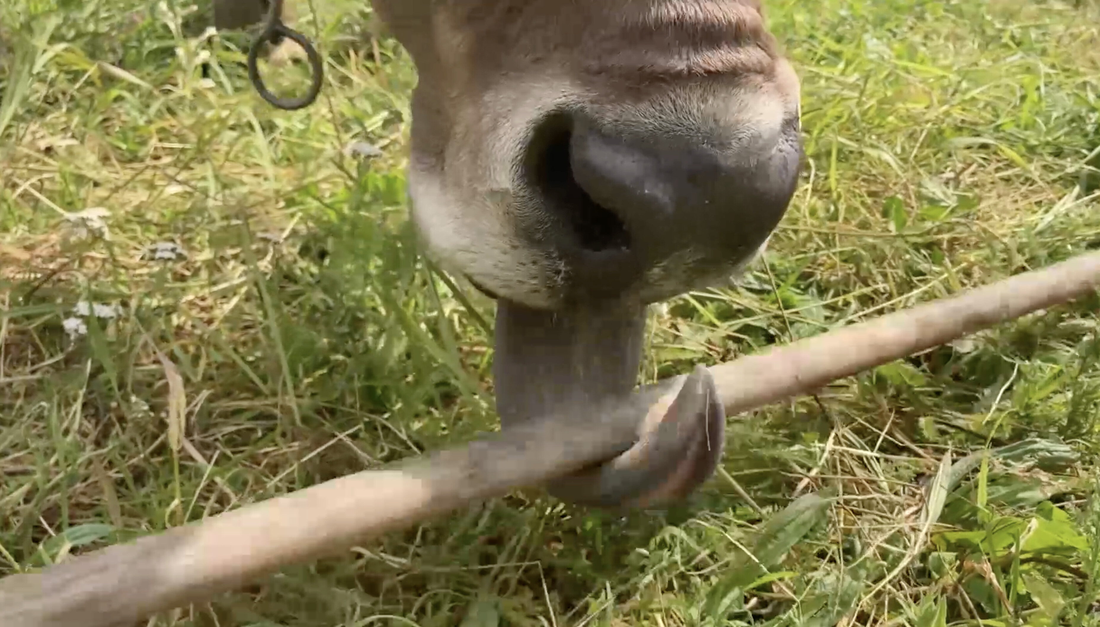 베로니카의 발견은 우리가 가축을 바라보는 방식에 도전을 가져다 주는 발견이다. ⓒ Antonio J Osuna Mascaró