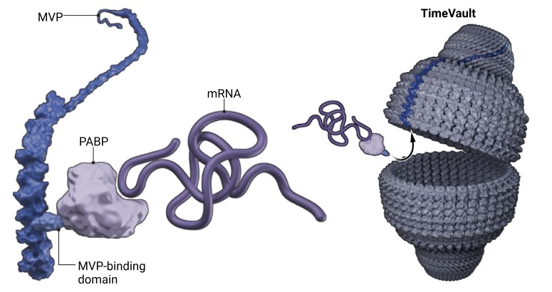 세포 내 미지의 소기관인 볼트를 활용한 타임볼트 기술 모식도. Ⓒ Science