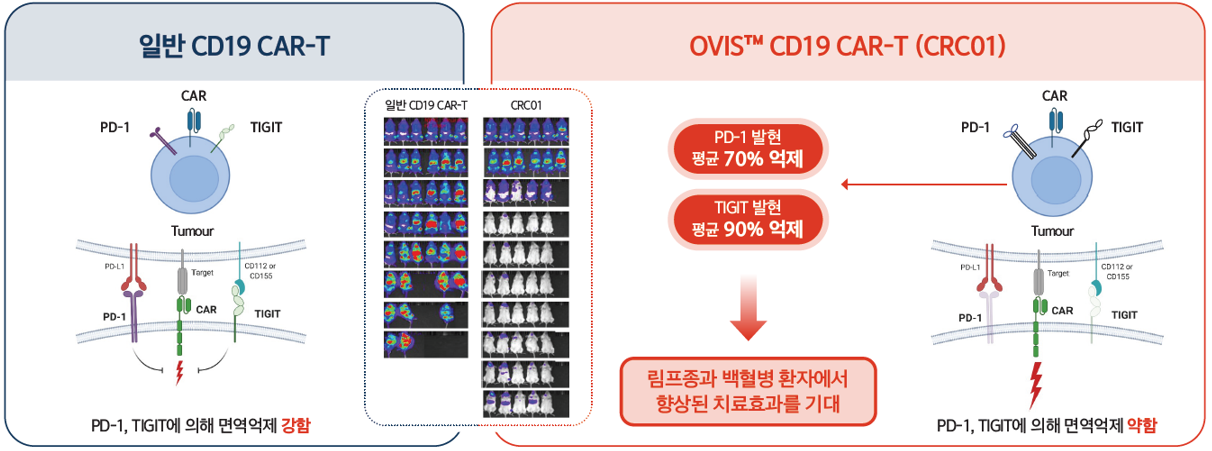그림2. 일반 CD19 CAR-T와 OVIS™ CD19 CAR-T(CRC01) 비교 ⓒ큐로셀
