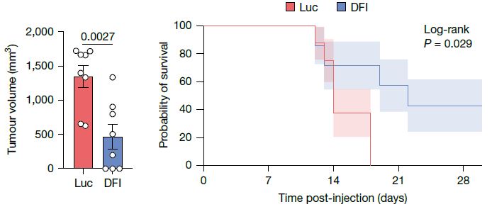 DFI mRNA를 면역항암제와 함께 처리하자 면역 반응이 크게 개선되고, 약 40%는 암이 완전히 제거되었다. Ⓒ Nature