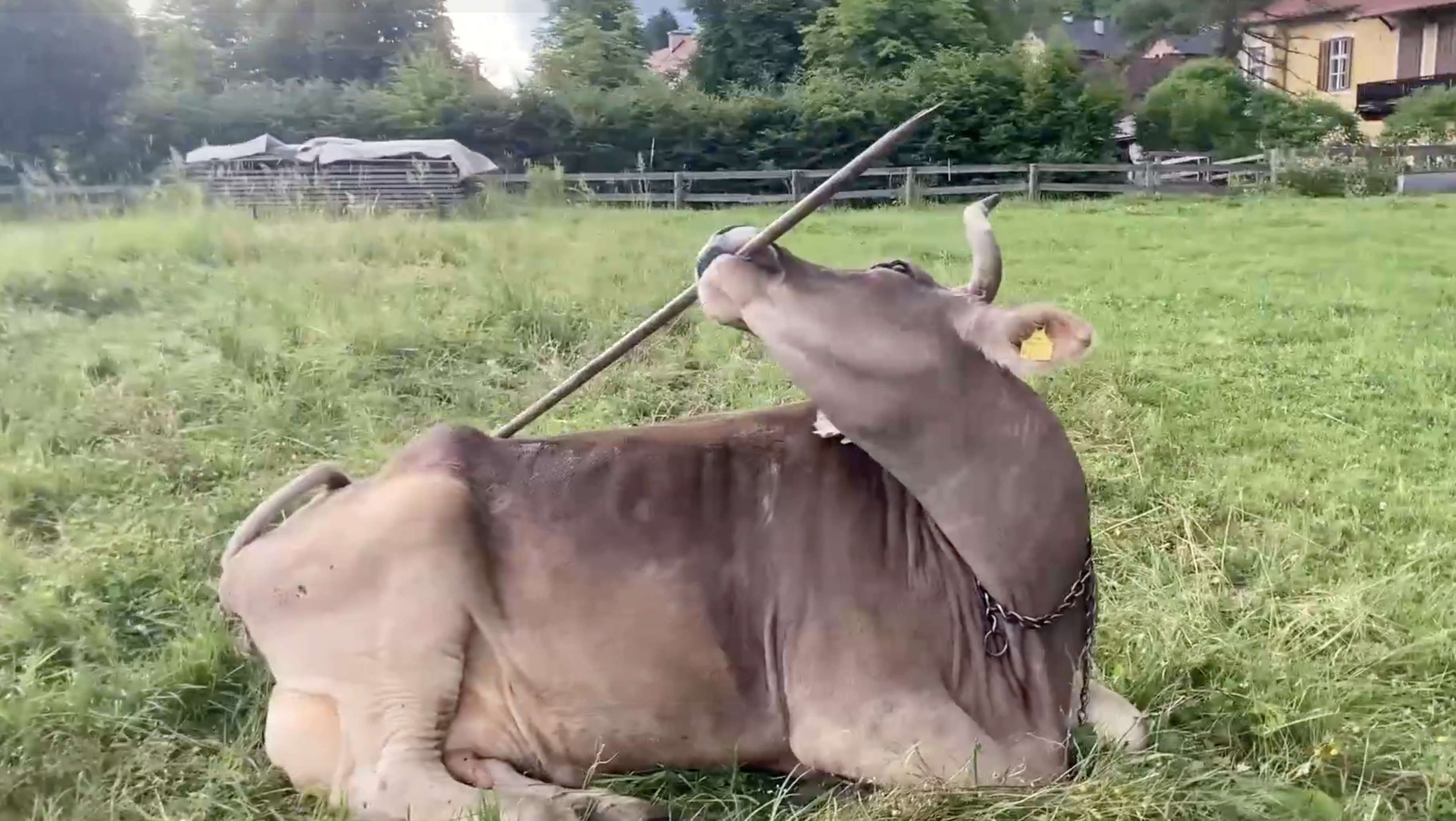 소도 침팬지 만큼은 도구를 쓸 줄 안다?