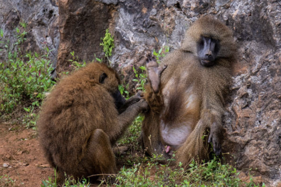 독재자는 어떻게 탄생하는가: 동물 사회가 던지는 질문