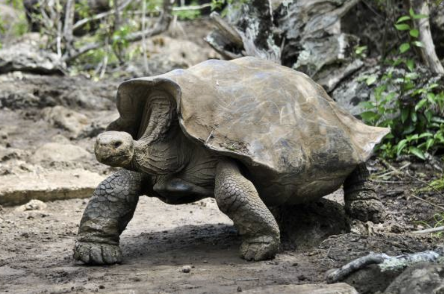 무려 180년 만의 귀환이다