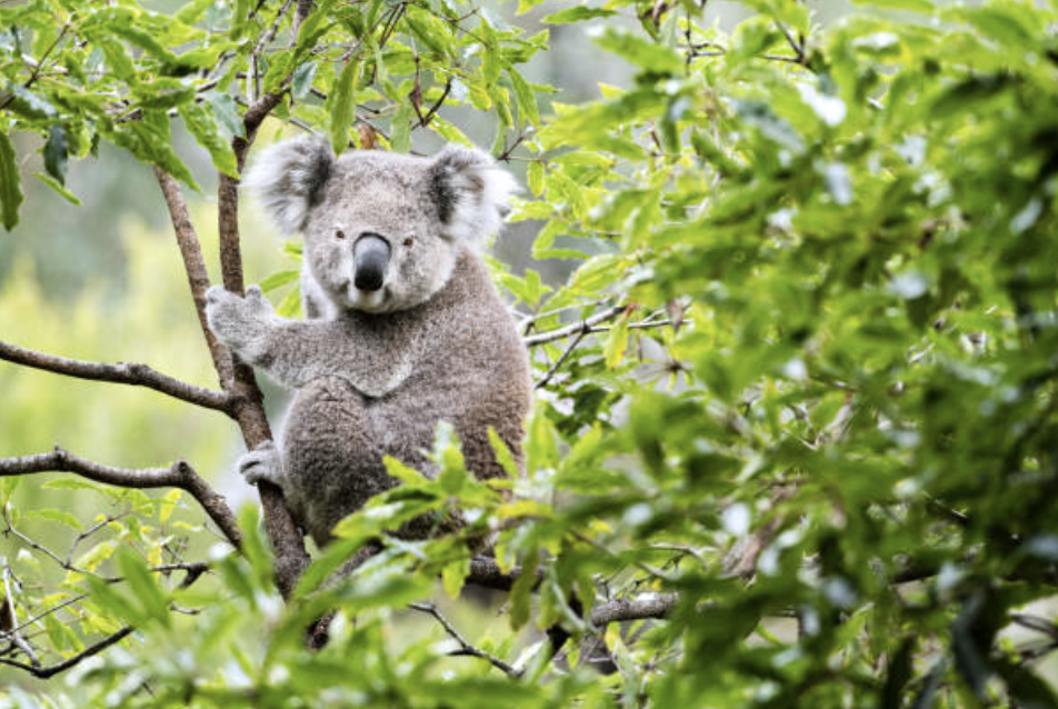 인구의 단순한 '다양성 수치'보다 '재조합을 통한 진화 속도'가 집단의 장기적 생존에 더 중요할 수 있다. ©Getty Images